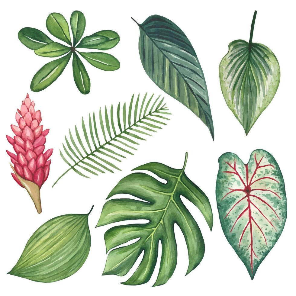 collection de tropical feuilles, aquarelle vecteur