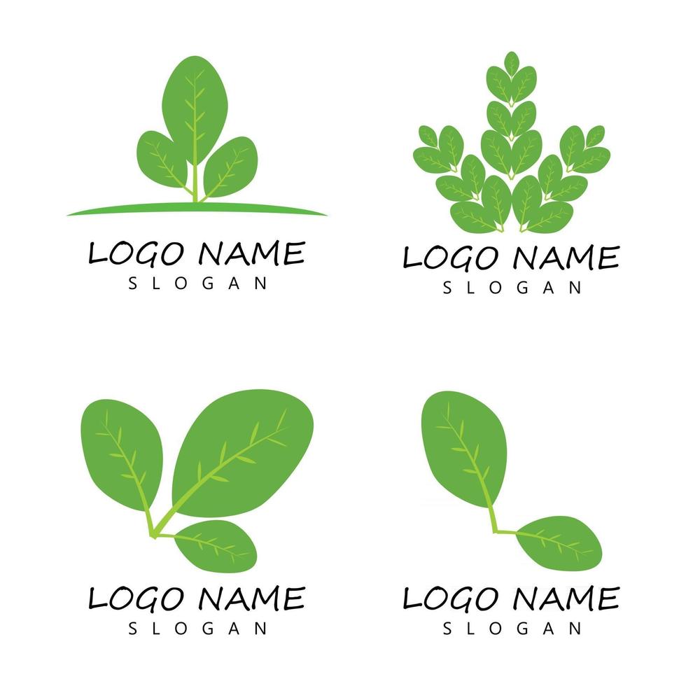 moringa feuille logo modèle vecteur symbole nature