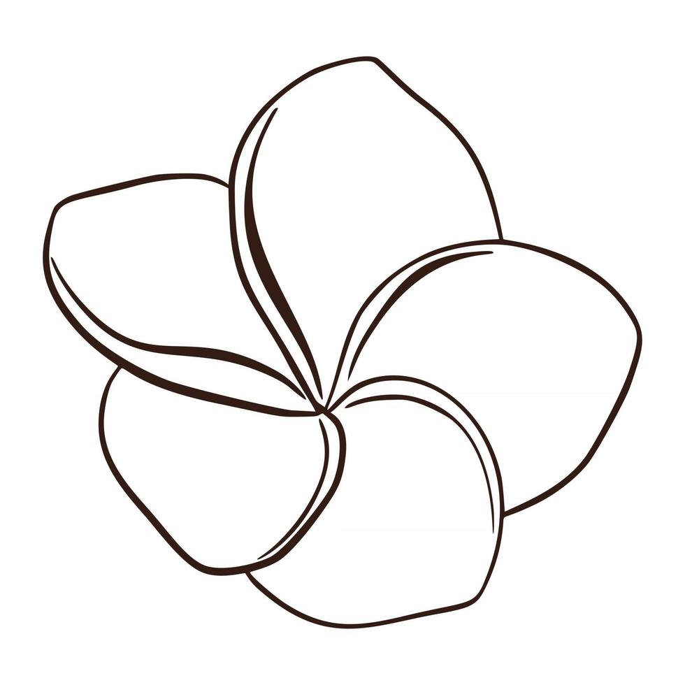 dessin au trait fleur de plumeria isolé illustration vectorielle vecteur