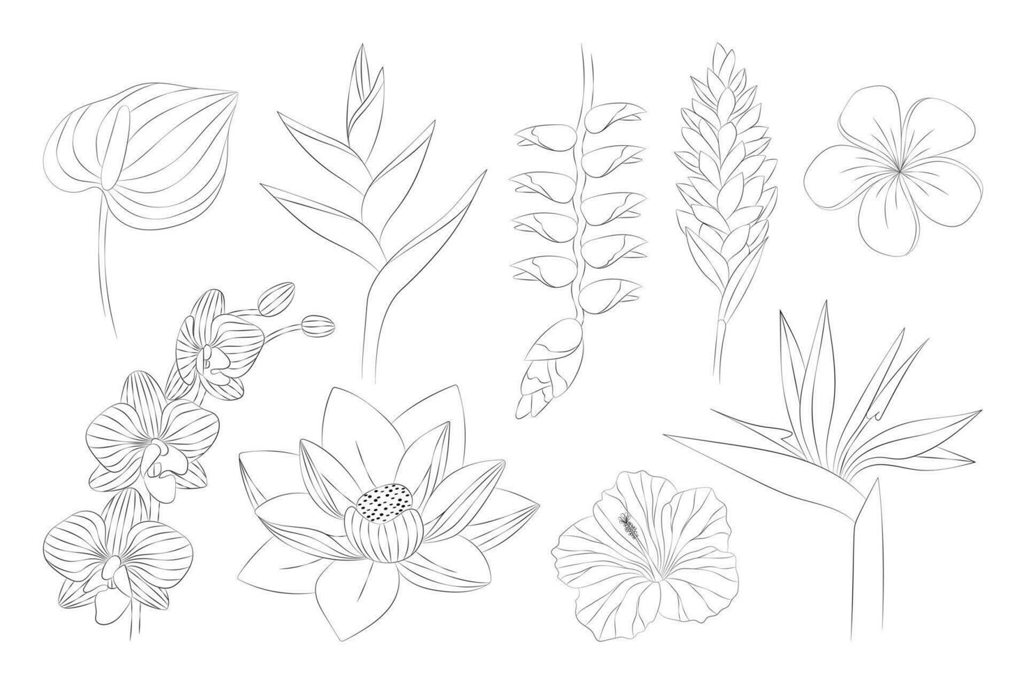 tropical fleurs ensemble. alpinie, anthurium, frangipanier, lotus, héliconia, hibiscus, orchidée, strelitzia. vecteur botanique illustration, contour graphique dessin.