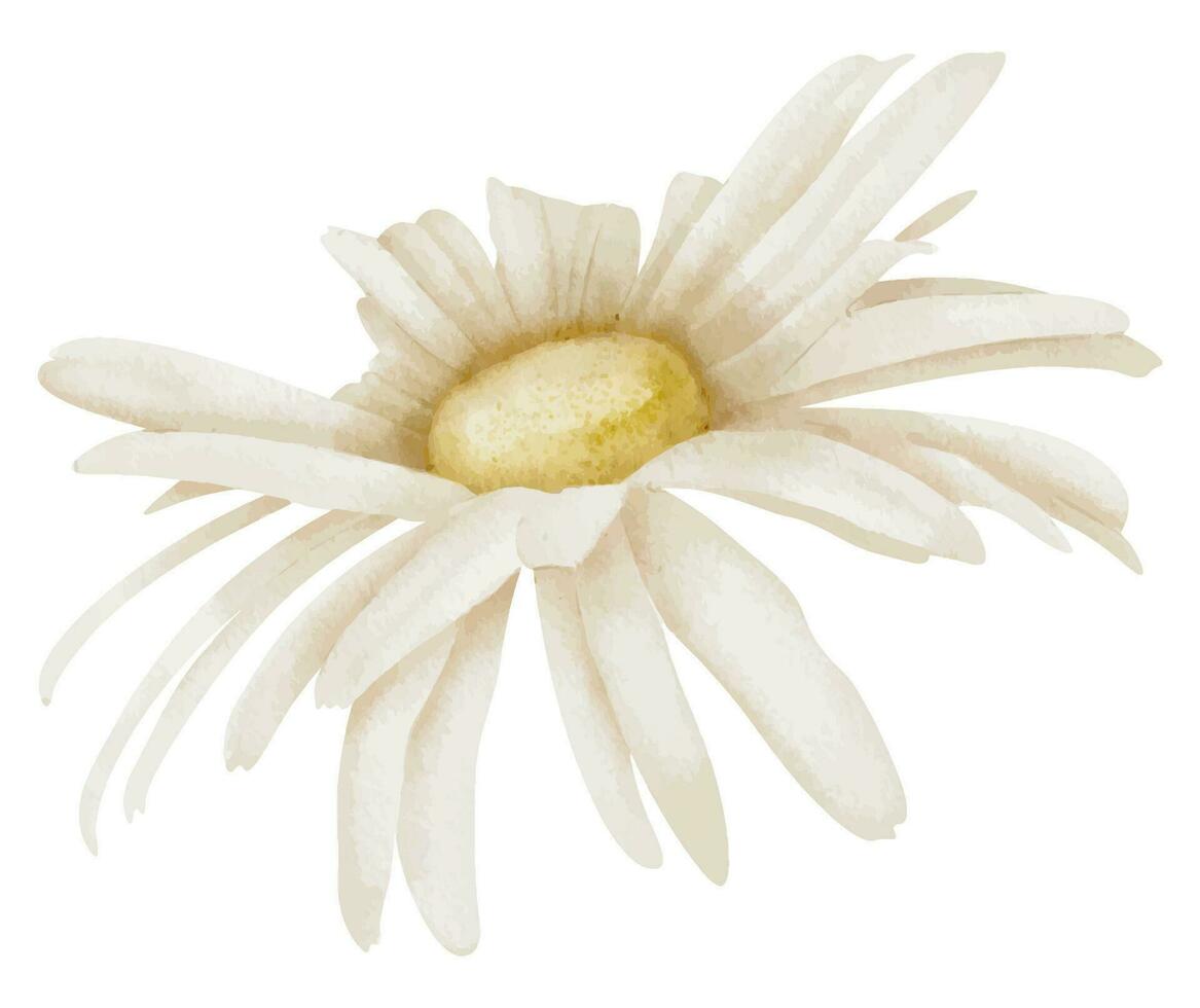 Marguerite fleur. main tiré floral aquarelle illustration de blanc camomille sur isolé Contexte. botanique dessin pour salutation cartes ou mariage invitations. artistique esquisser pour icône ou logo vecteur