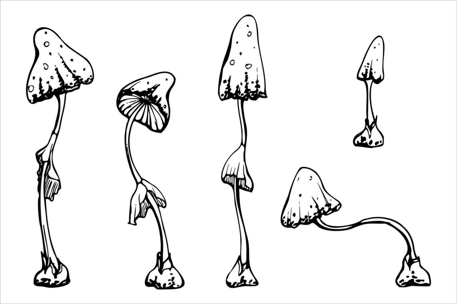 main tiré encre vecteur toxique champignons crapauds. esquisser illustration art pour la sorcellerie, médecine, chimie, alchimie. isolé objet, contour. conception magasins, logo, imprimer, site Internet, carte, brochure