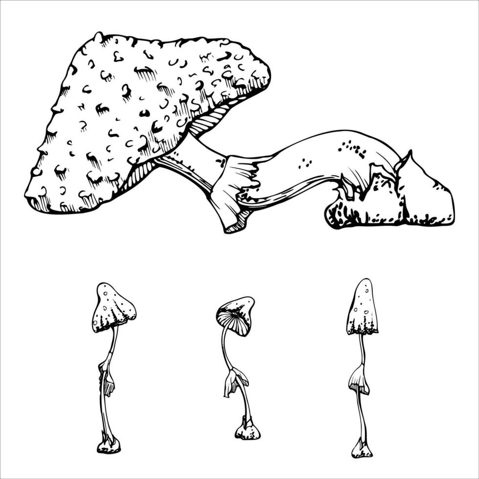 main tiré encre vecteur toxique champignons crapauds. esquisser illustration art pour la sorcellerie, médecine, chimie, alchimie. isolé objet, contour. conception magasins, logo, imprimer, site Internet, carte, brochure