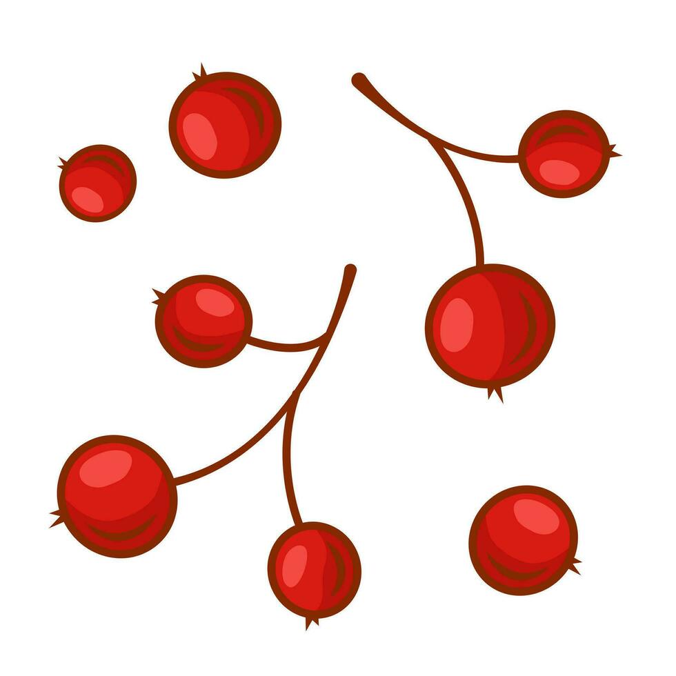 rouge sorbier des oiseleurs baies sans pour autant feuilles. vecteur illustration isolé sur une blanc Contexte.