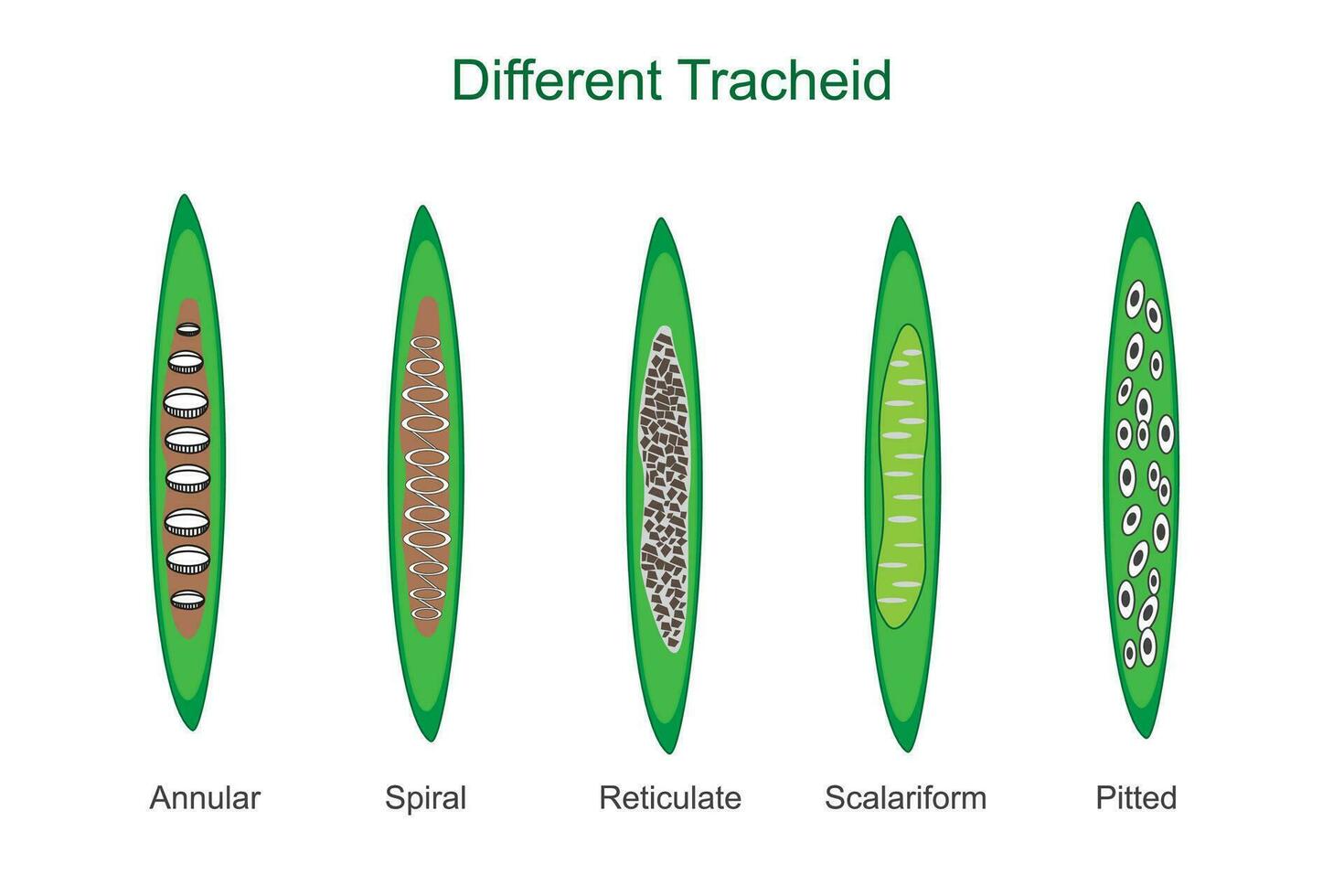 trachéides sont allongé plante cellules cette transport l'eau et fournir de construction soutien, a trouvé dans divers les types de vasculaire les plantes. vecteur