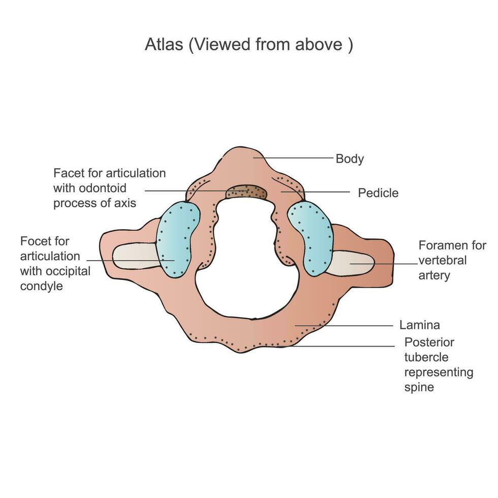 premier cervical vertèbre. atlas c1. antérieur, le atlas vertèbre est un de le des os dans votre cou ,vertébral morphologie, cervicale vertèbres, transversal foramen, vertébral foramen, médical illustration vecteur