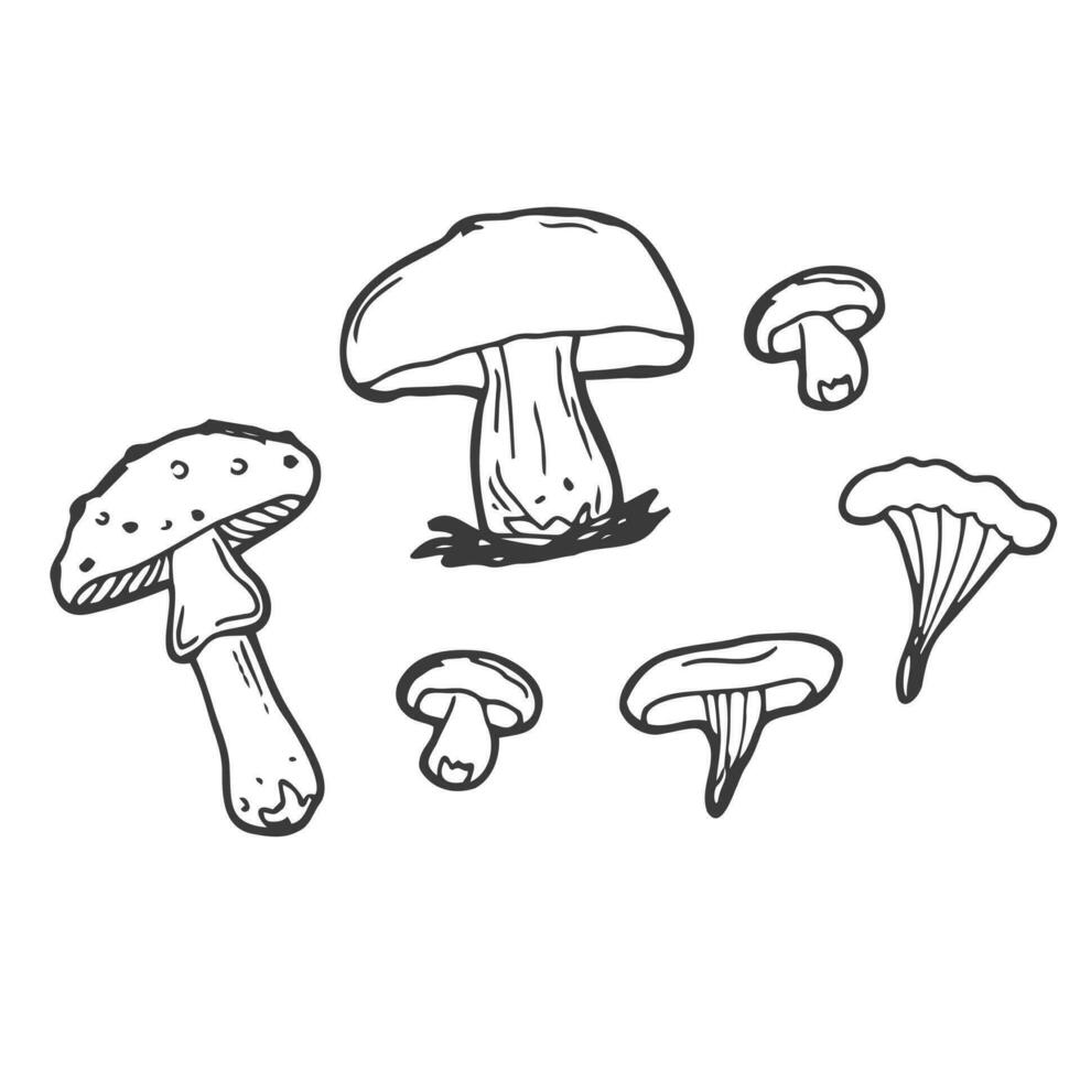 vecteur champignons et forêt symboles sur une blanc Contexte. ensemble de vecteur dessiné à la main, griffonnages champignons. Icônes isolé sur blanc motif pour recettes, conception menu, paquets. vecteur conception éléments.