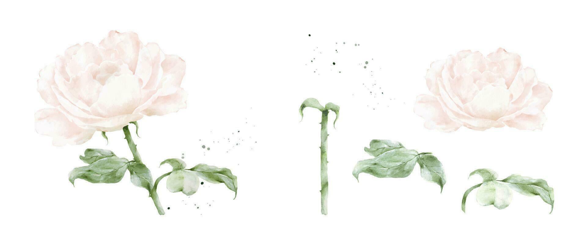 ensemble de rose Rose aquarelle éléments isolé sur blanc Contexte vecteur