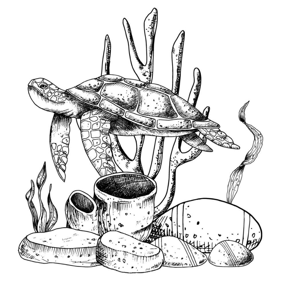 vecteur illustration de mer tortue, coraux et algues. sous-marin vie. main tiré dessin sur isolé Contexte de sauvage sous-marin animal dans ligne art style. esquisser de nager Marin tortue pour affiche
