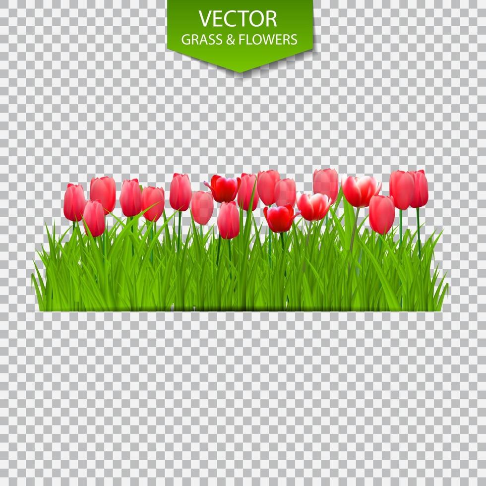 fond floral avec des tulipes sur fond transparent. illustration vectorielle vecteur