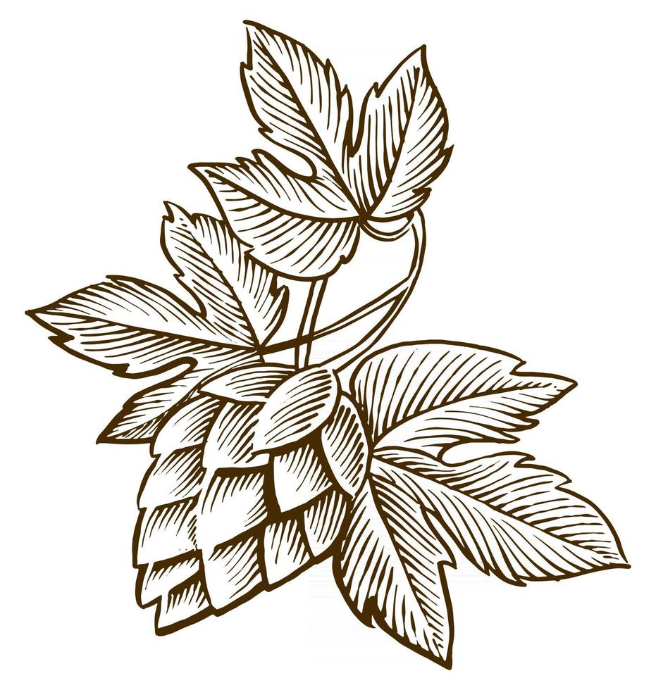 illustration de gravure vintage de houblon et de malt pour le logo de la bière vecteur