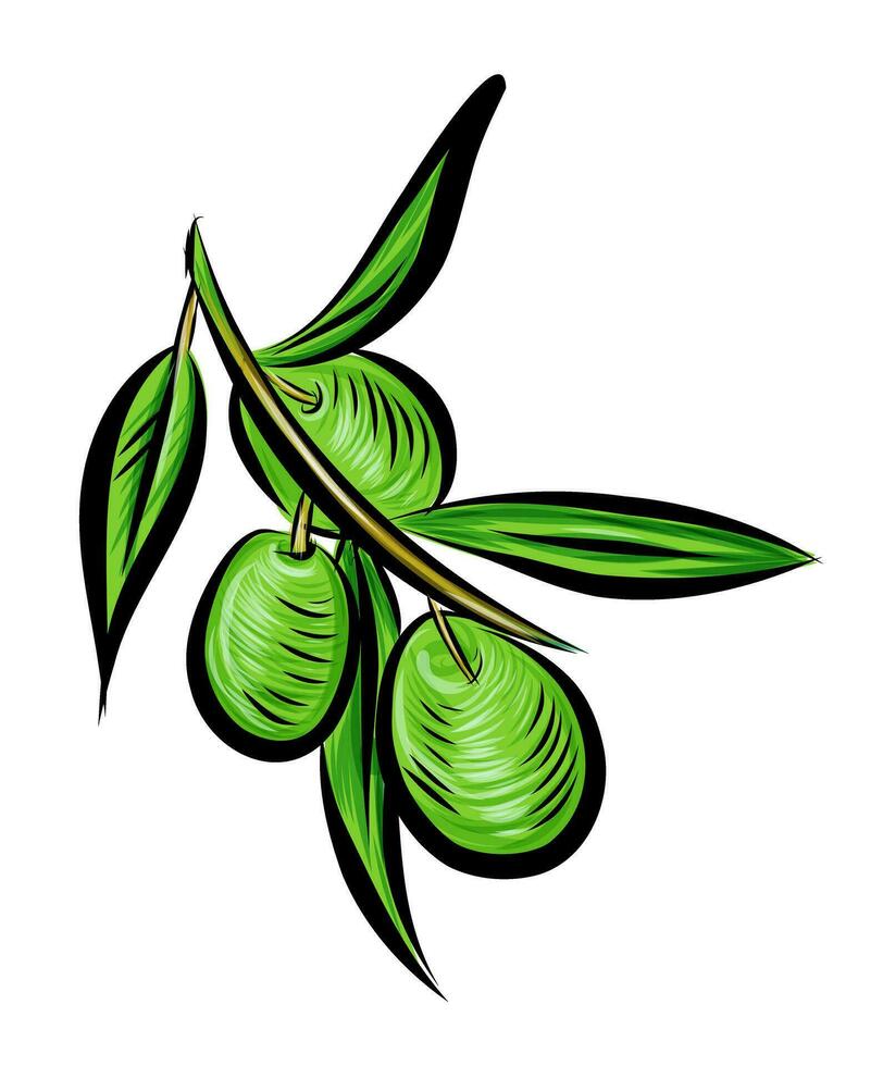 vert olive arbre branches. illustration vecteur