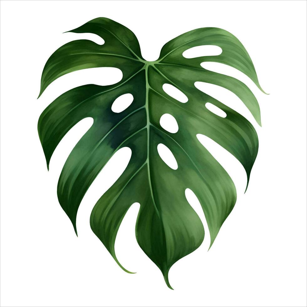 monstera feuille isolé détaillé main tiré La peinture illustration vecteur