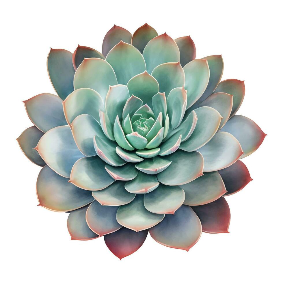 succulent plante Haut vue isolé détaillé main tiré La peinture illustration vecteur