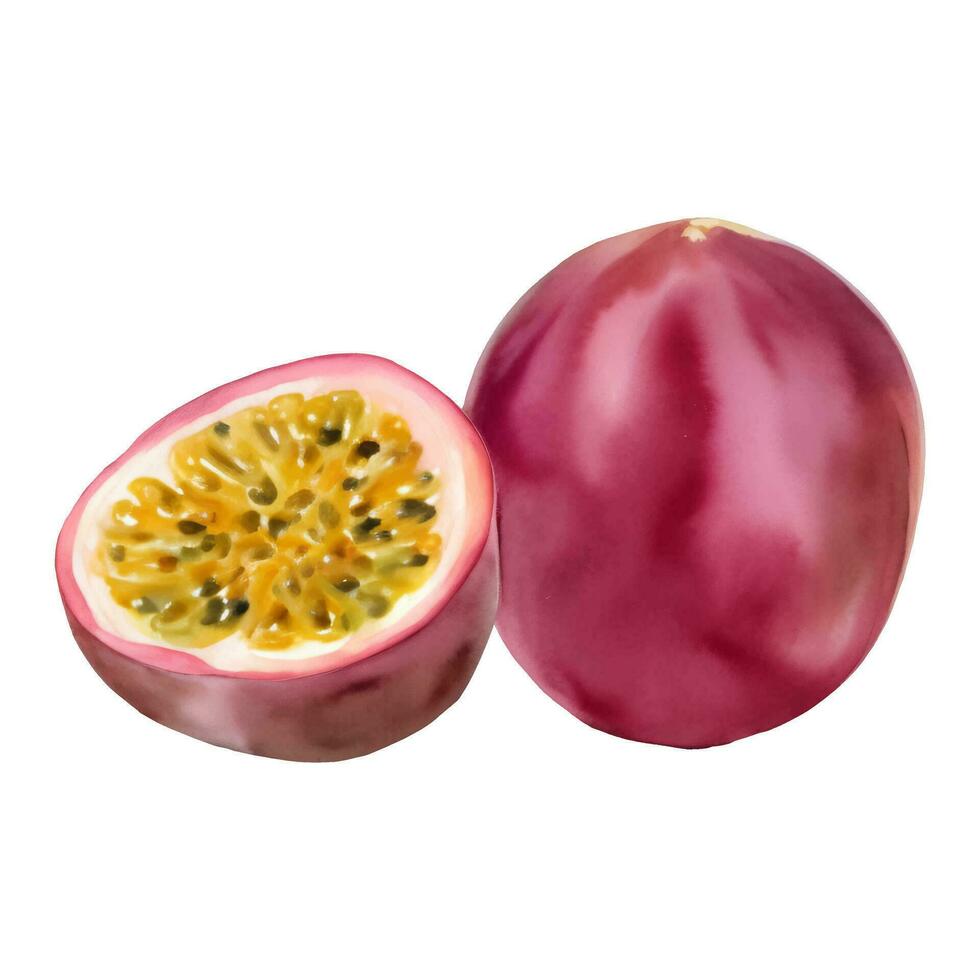 une entier et moitié passion fruit avec des graines isolé main tiré La peinture illustration vecteur