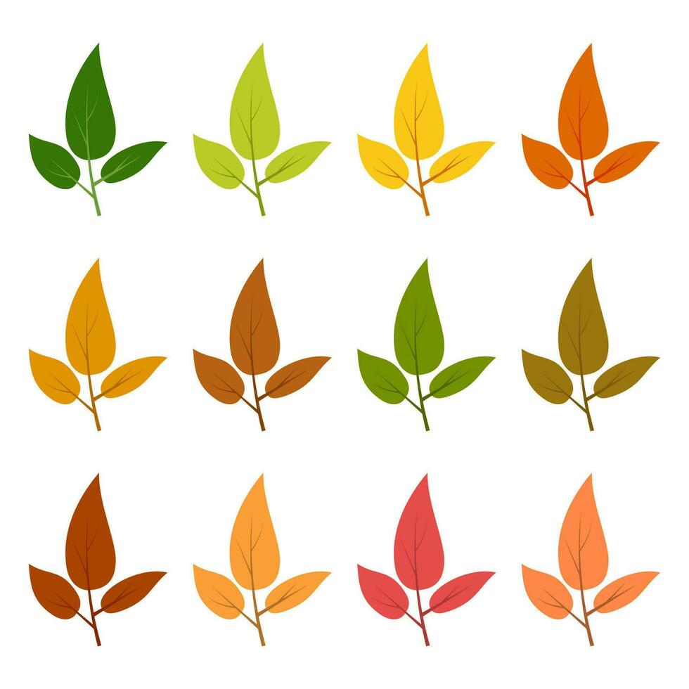 ensemble de douze feuilles d'automne dans différentes couleurs d'automne. illustration vectorielle. vecteur