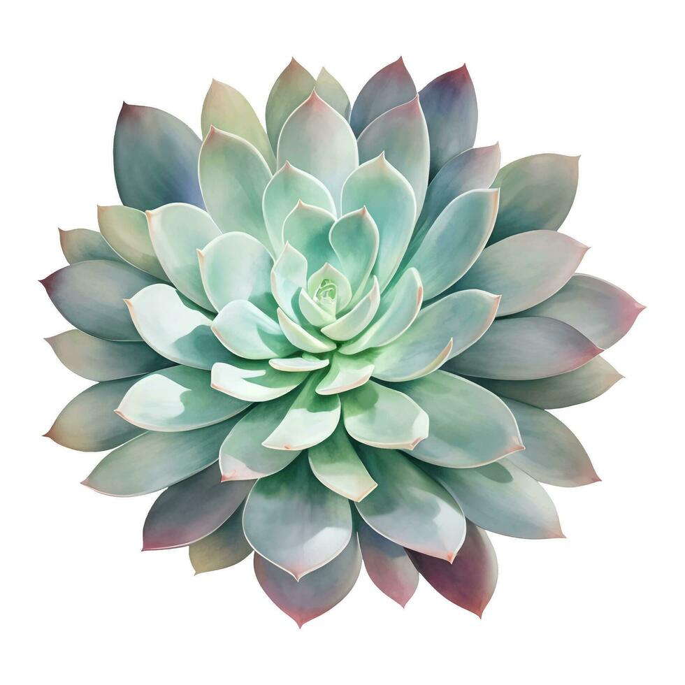 succulent plante Haut vue isolé détaillé main tiré La peinture illustration vecteur