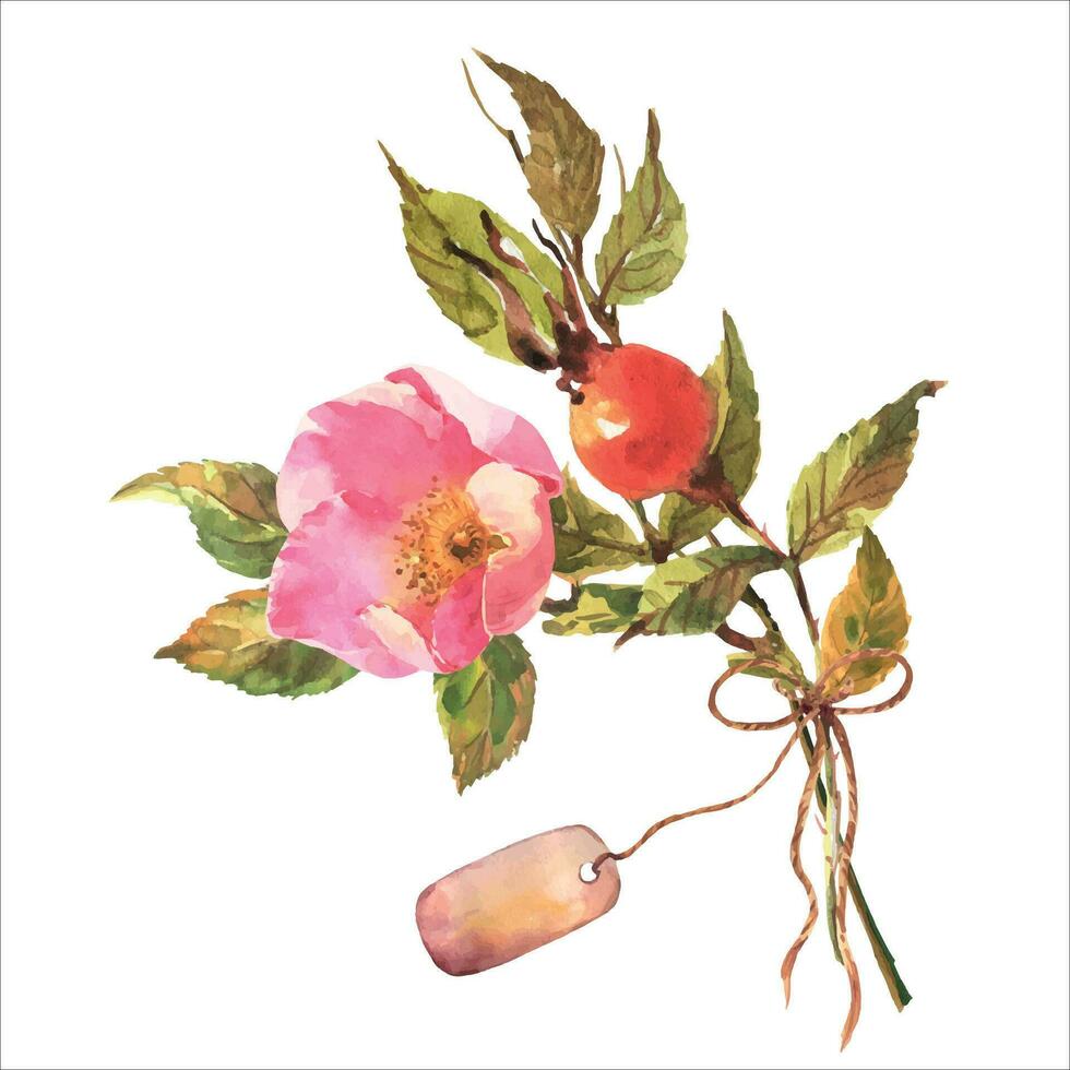 aquarelle chien-rose bruyère avec baies, fleurs et vert feuilles, et avec étiqueter, arc, isolé sur blanc Contexte. vecteur