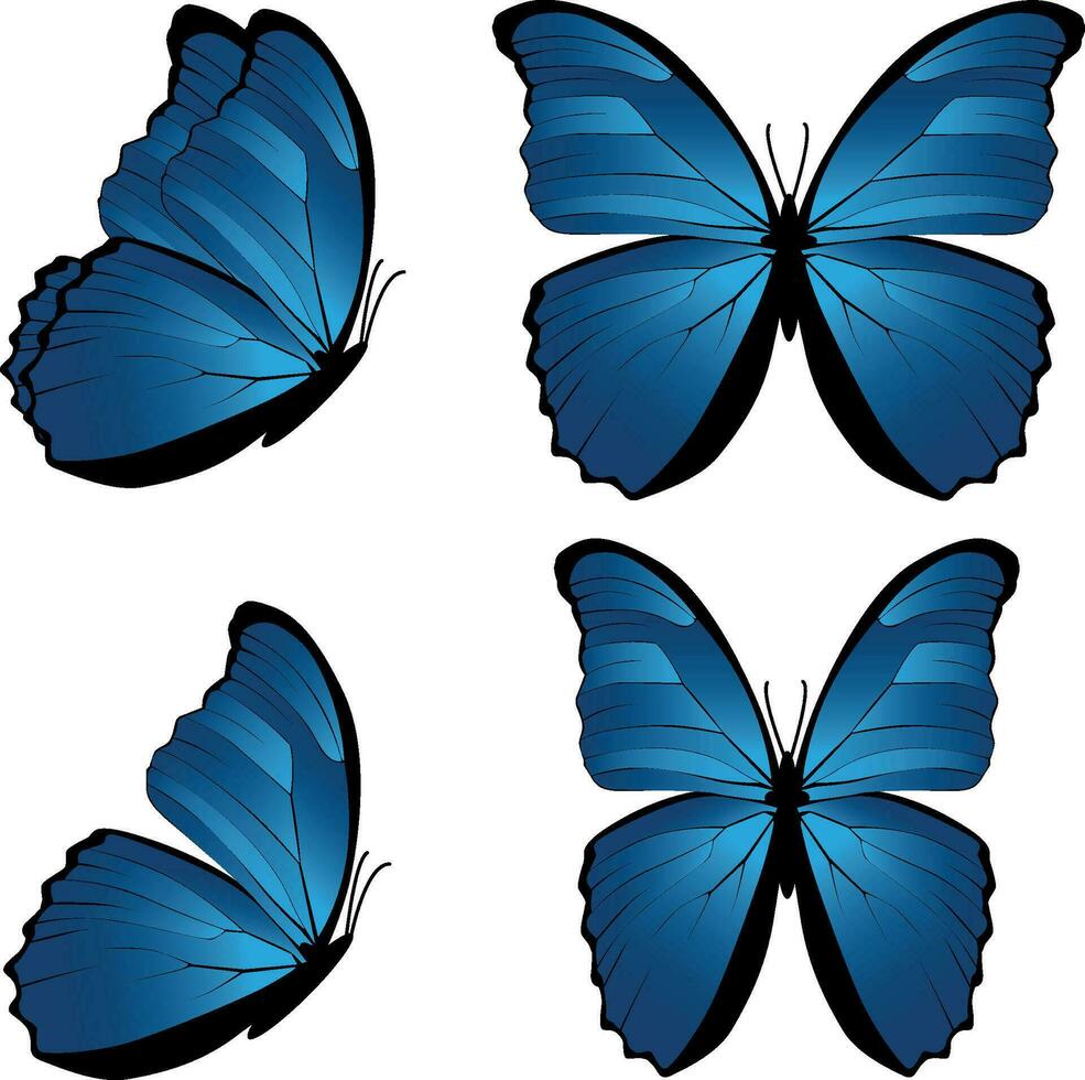 ensemble de bleu papillon morpho didius vecteur