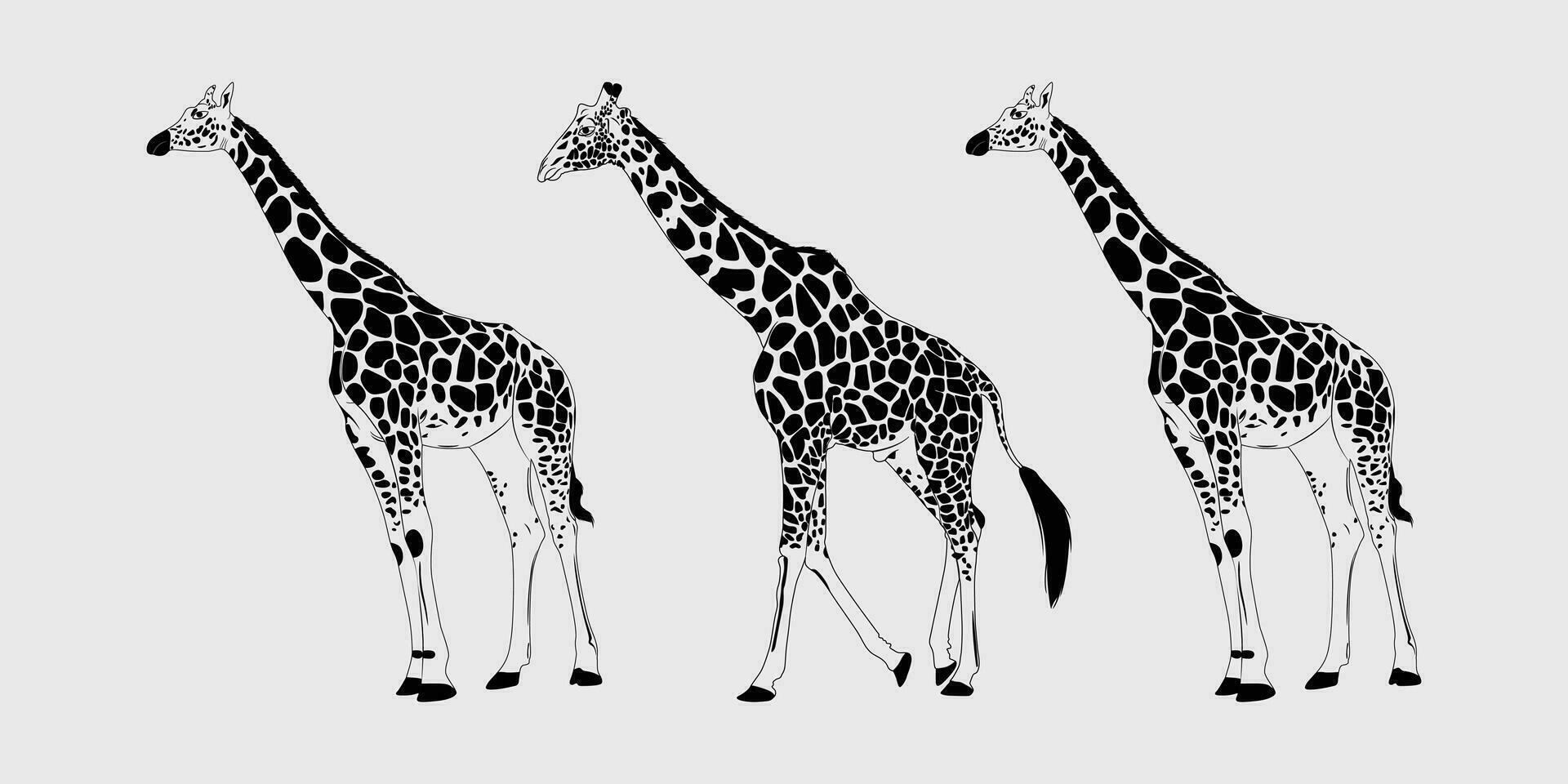 girafe noir silhouette, girafe vecteur contour conception, girafe vecteur noir et blanc