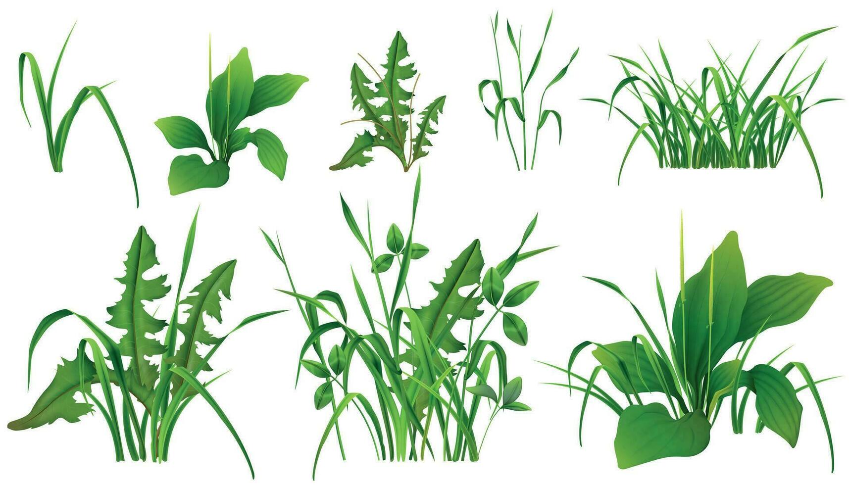 herbe vert les plantes réaliste ensemble vecteur