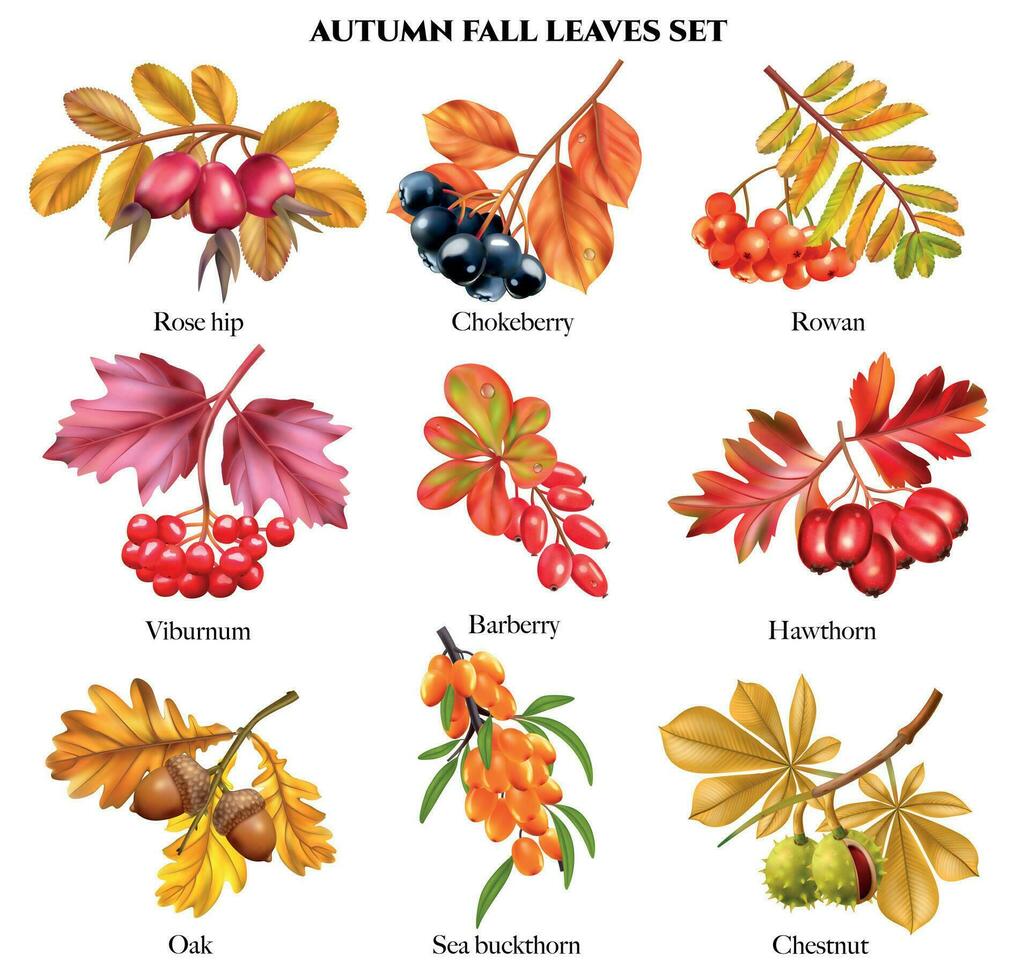 l'automne tomber feuilles ensemble vecteur