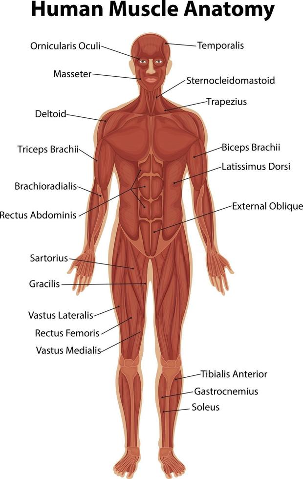 anatomie musculaire humaine avec anatomie du corps vecteur