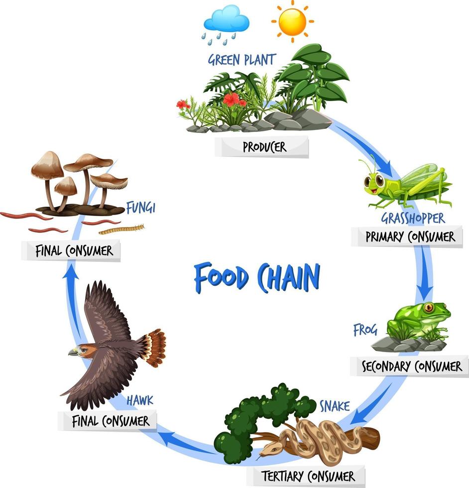 concept de diagramme de chaîne alimentaire vecteur