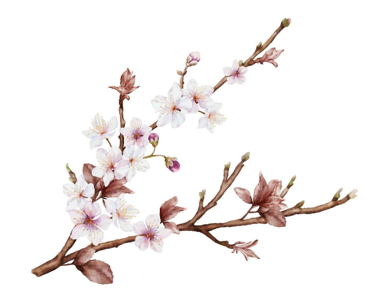 aquarelle magenta Cerise fleurs Floraison sur le branches vecteur