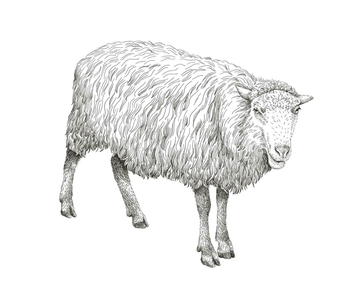 mouton esquisser style illustration. main tiré image de magnifique noir et blanc ferme animal. ligne art dessin dans ancien style. réaliste dessin. vecteur