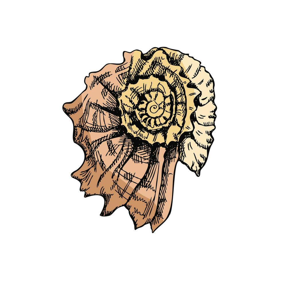 main tiré coloré esquisser de préhistorique ammonite, coquillage. esquisser style vecteur illustration isolé sur blanc Contexte.