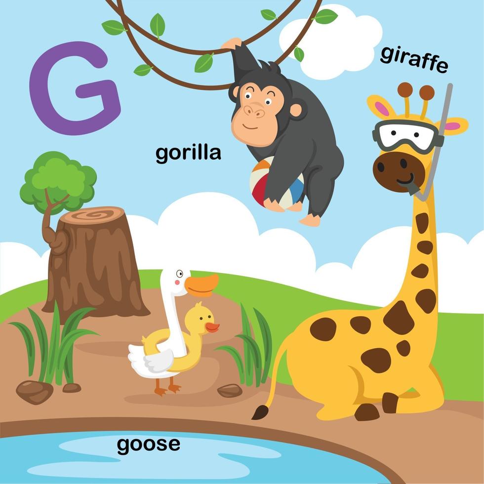 illustration isolé alphabet lettre g-girafe,oie,gorille.vector vecteur