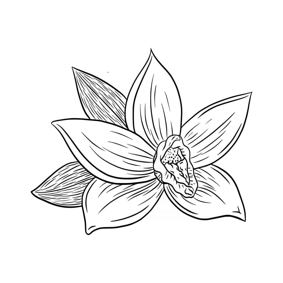 dessin au trait illustration de style de gravure de fleur de vanille vecteur