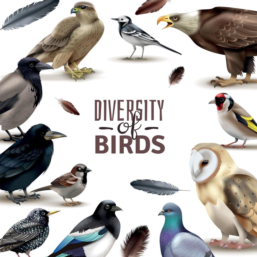 Composition du cadre de la diversité des oiseaux vector illustration
