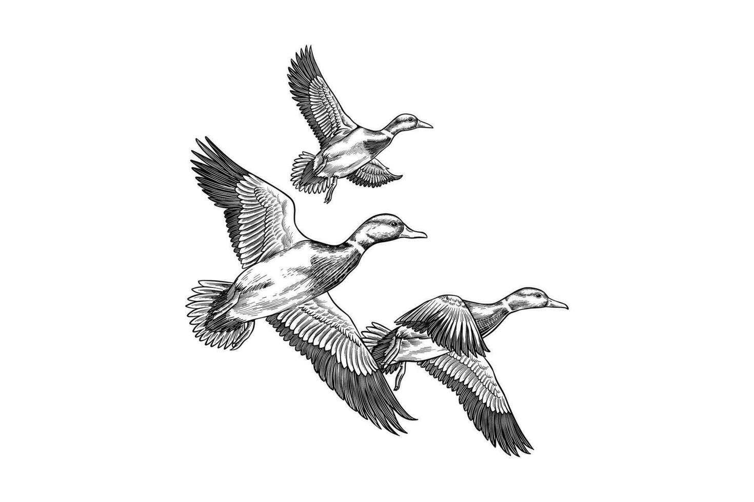 Trois en volant canards vecteur illustration logo, ancien noir et blanc