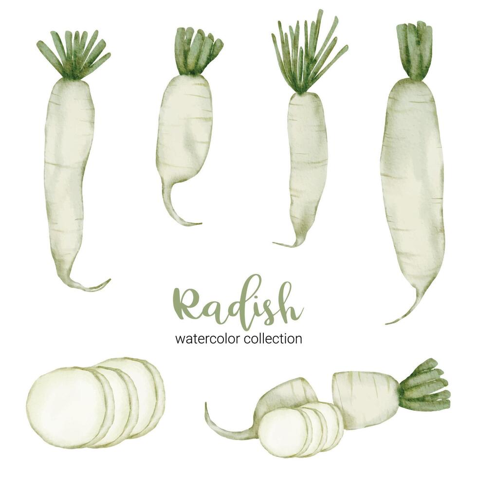 radis en vecteur plat collection aquarelle sur fond blanc