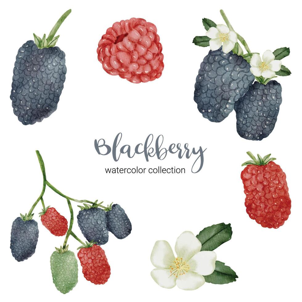 Blackberry dans la collection aquarelle de fruits vecteur plat sur fond blanc