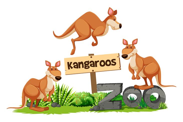 Trois kangourous au zoo vecteur