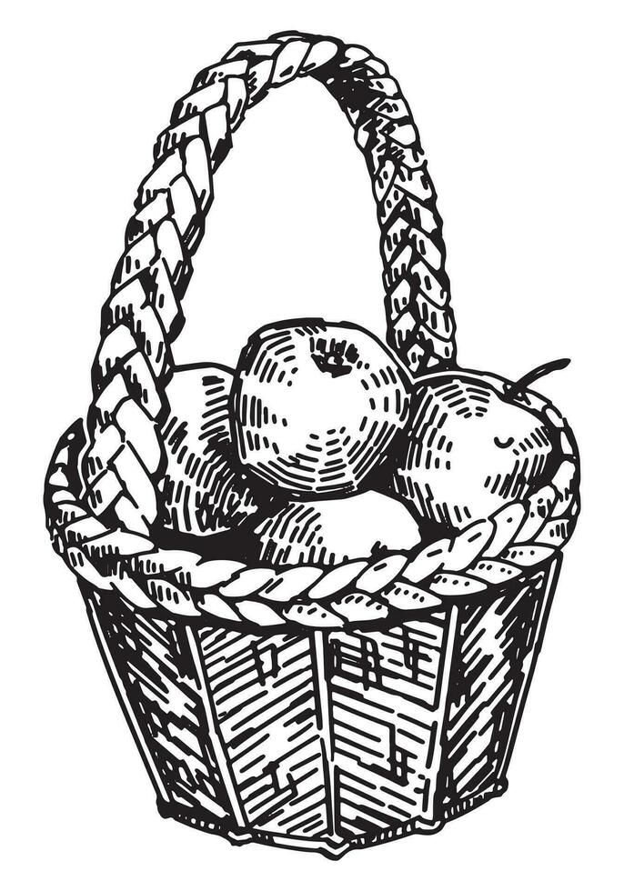 contour clipart de osier panier de pommes. griffonnages de l'automne jardin récolte. main tiré vecteur illustration isolé sur blanc Contexte.