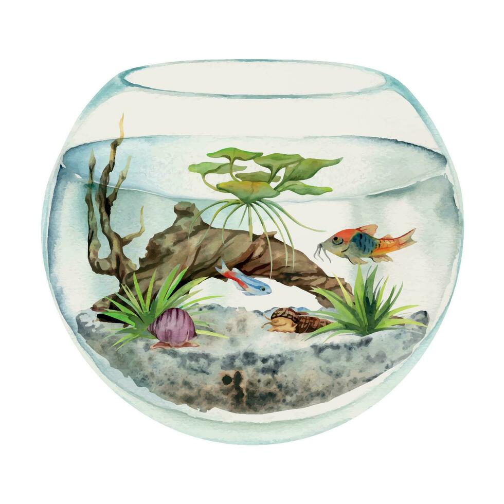 main tiré aquarelle aquarium poisson, algues, tourbière bois dans rond bocal à poissons. Marin exotique sous-marin illustration. isolé sur blanc Contexte. conception pour magasins, brochure, imprimer, carte, mur art, textile. vecteur