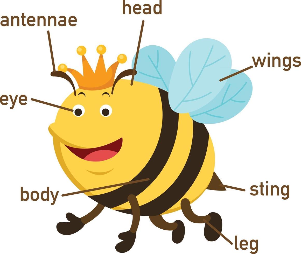 vocabulaire des abeilles partie du corps.vector vecteur