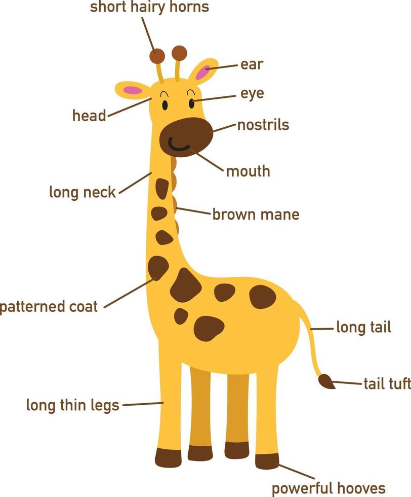 illustration de la partie du vocabulaire de la girafe du corps.vector vecteur