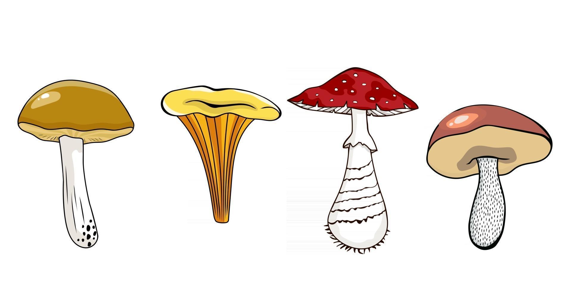 ensemble de vecteurs de champignons, récolte forestière d'automne. girolle, amanite mouche, champignon blanc, cèpe, cèpe à calotte orangée, cèpe jaune, cèpe rugueux, safran. vecteur