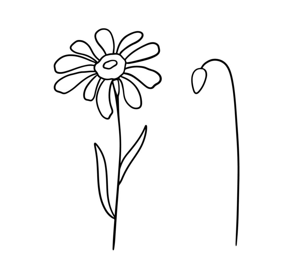 main tiré fleur Marguerite. vecteur contour fleurs sauvages esquisser. ligne art griffonnage isolé sur blanc Contexte