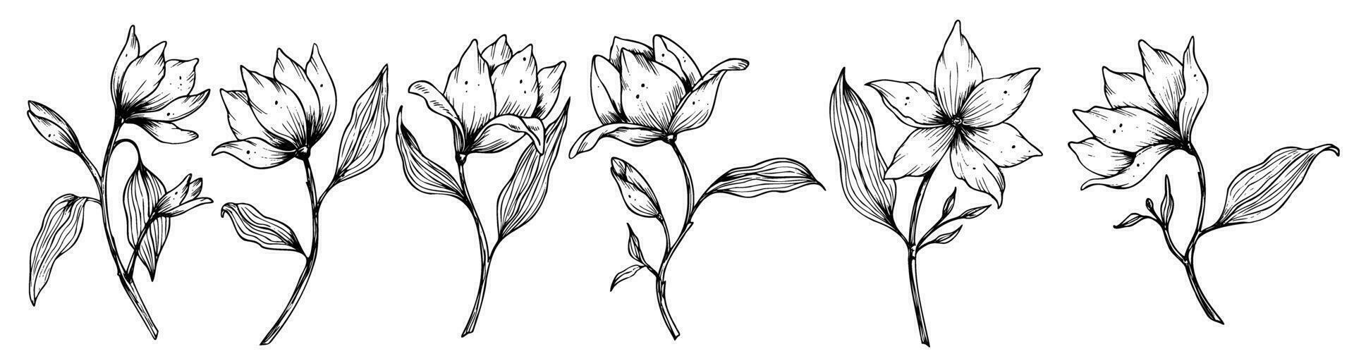 vecteur magnolia fleur. main tiré floral des illustrations ensemble dans ligne art style peint par noir encres sur isolé Contexte. floral ancien gravé dessin pour salutation cartes ou mariage invitations