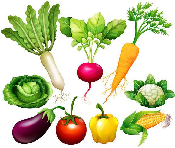 Toutes sortes de légumes vecteur