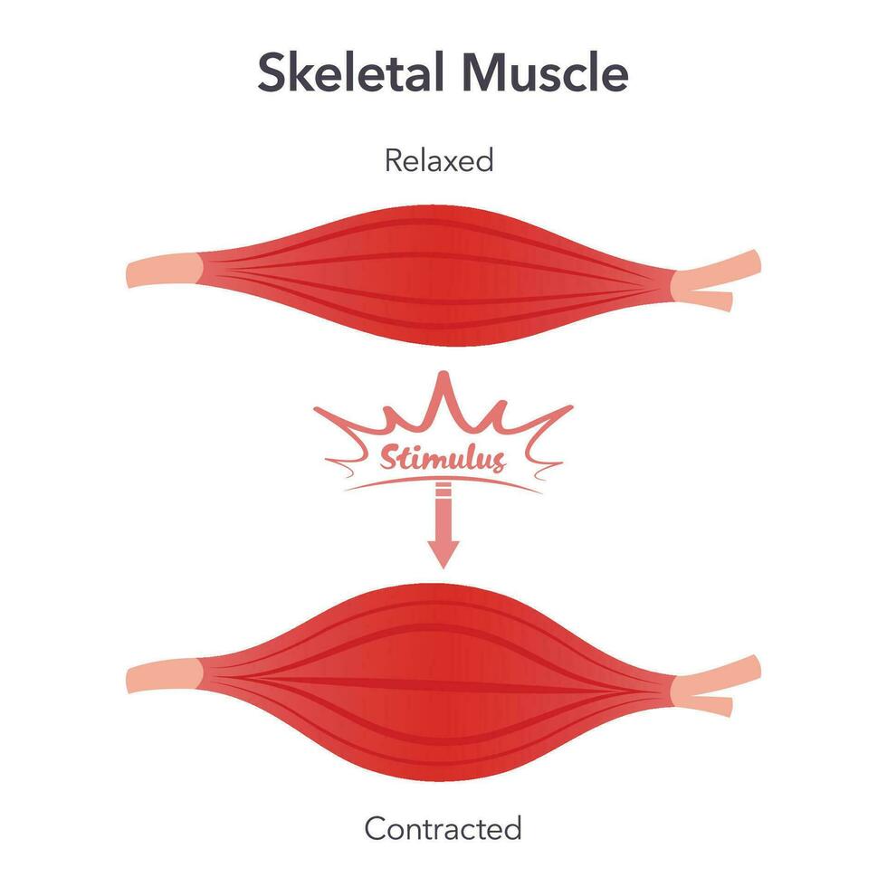 squelettique muscle relaxation et contraction anatomie vecteur illustration graphique