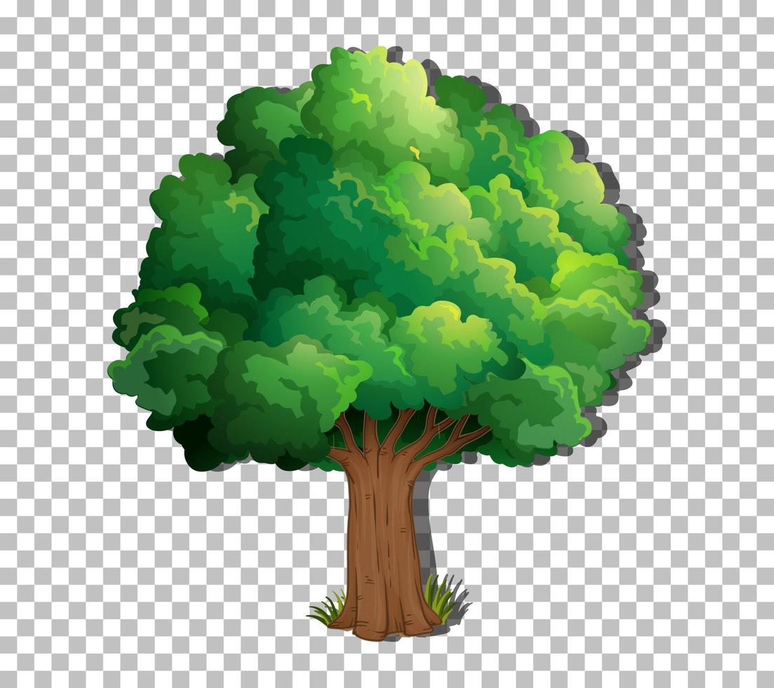 un arbre isolé vecteur