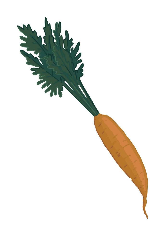 clipart de carotte. griffonnage de l'automne agricole récolte. dessin animé vecteur illustration isolé sur blanc Contexte.