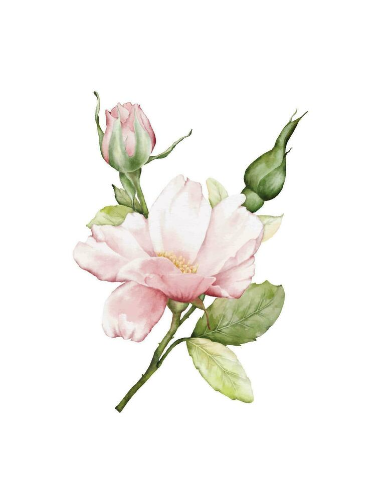 bouquet de roses roses aquarelle vecteur